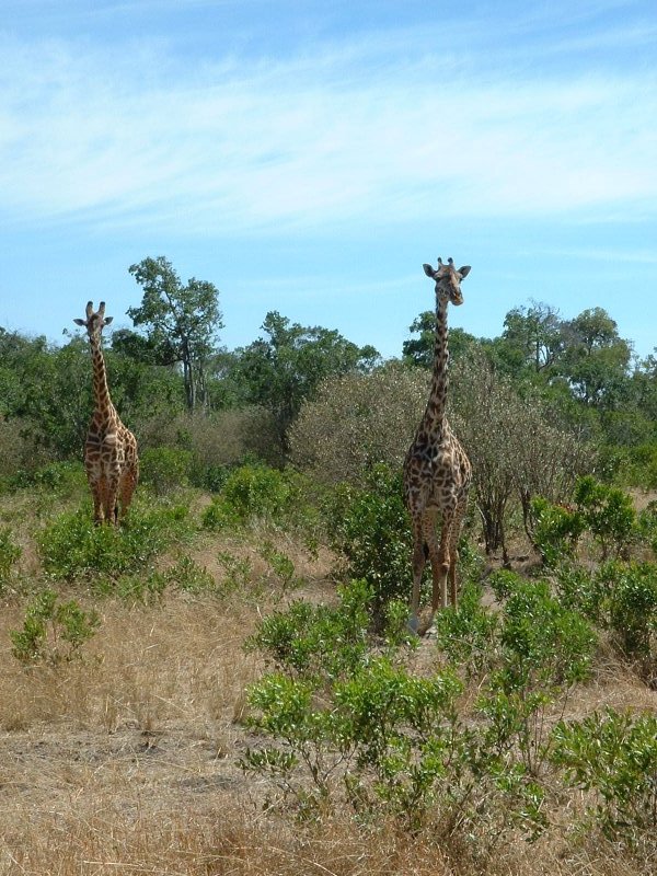 gal/Honeymoon/Masai Mara/DSCF0091.JPG